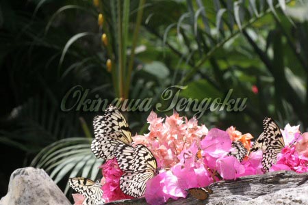 imageA0044