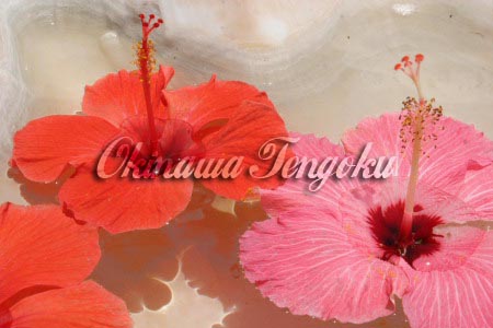imageA0066