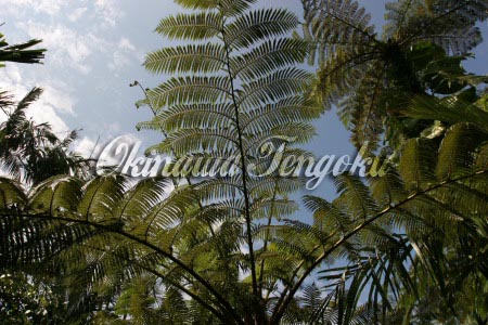 IMGA0081