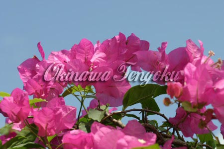 imageA0179