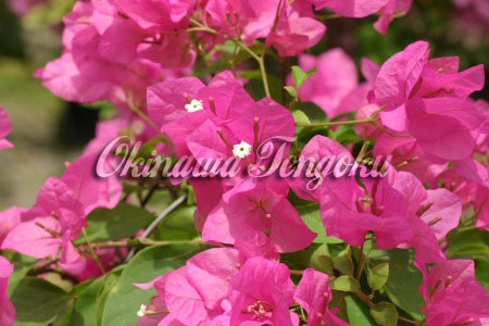 imageA0226