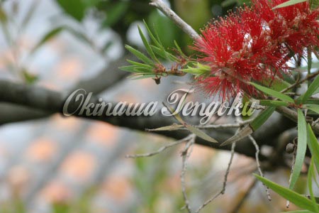 IMGA0526