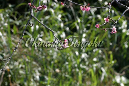 imageA0586