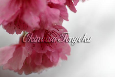 imageA0721