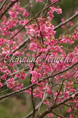 imageA0732